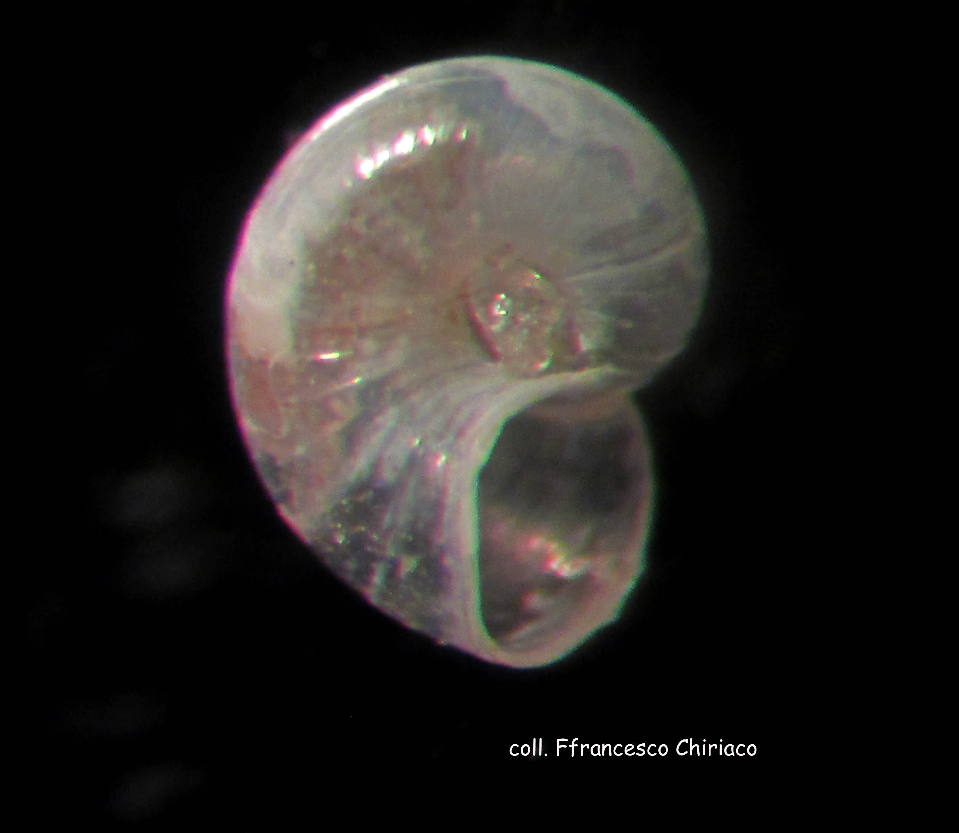 xenoskenea pellucida